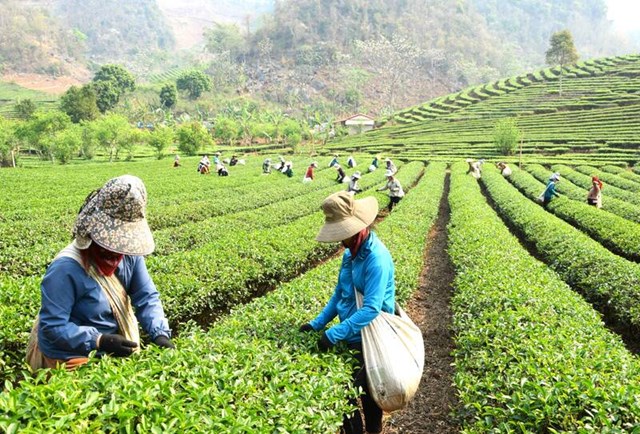 Khai thác tiềm năng du lịch từ vùng chè dưới chân đèo Pha Đin