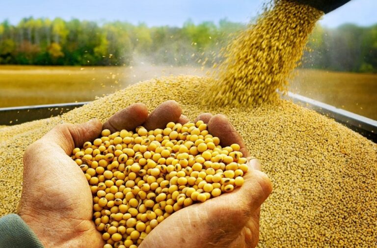 Lúa mì, ngô, đậu tương: Cơ hội hạ chi phí TACN?